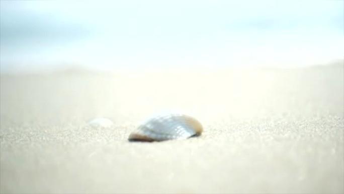 海贝壳在沙滩上波浪