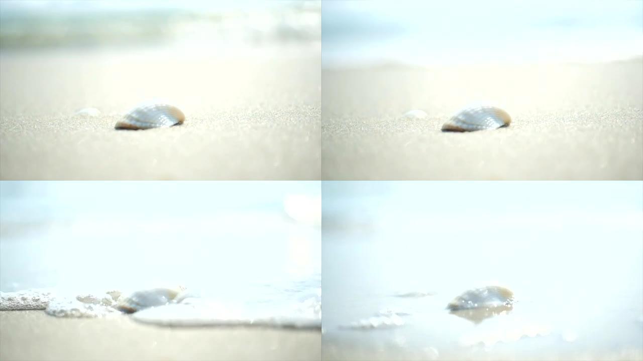 海贝壳在沙滩上波浪