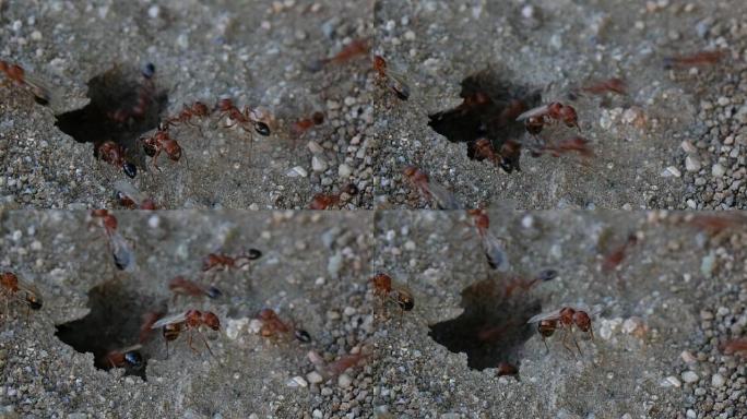 红黑翅蚁