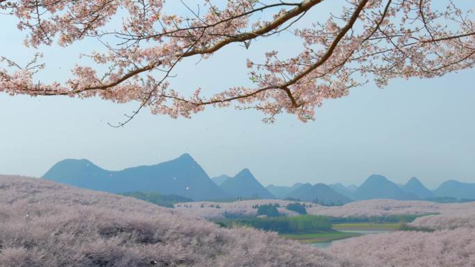 贵州平坝樱花园 春天唯美樱花树樱花雨