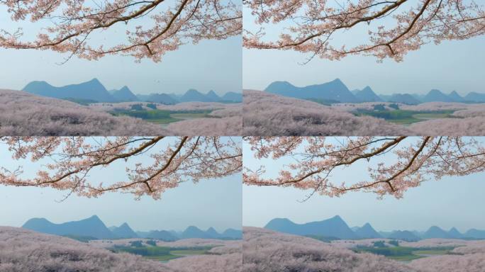 贵州平坝樱花园 春天唯美樱花树樱花雨