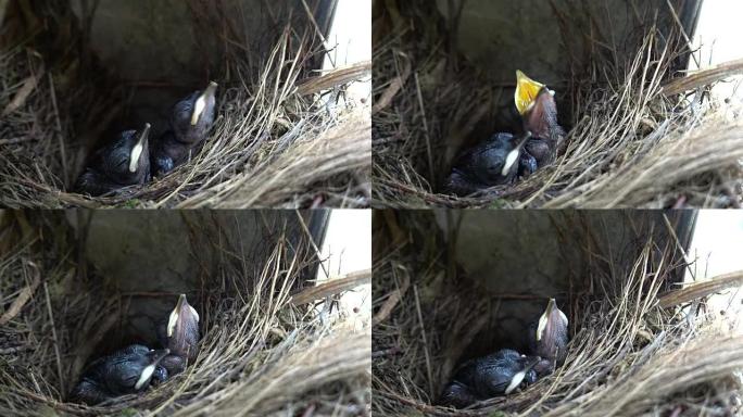 东方喜鹊的饥饿幼体 -- 知更鸟索拉里斯，呼唤食物。