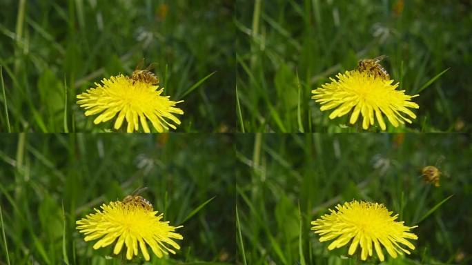 一只蜜蜂从蒲公英收集花蜜，然后飞走，慢动作