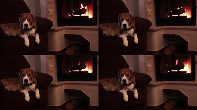优雅的小猎犬躺在壁炉附近的扶手椅上，着火燃烧