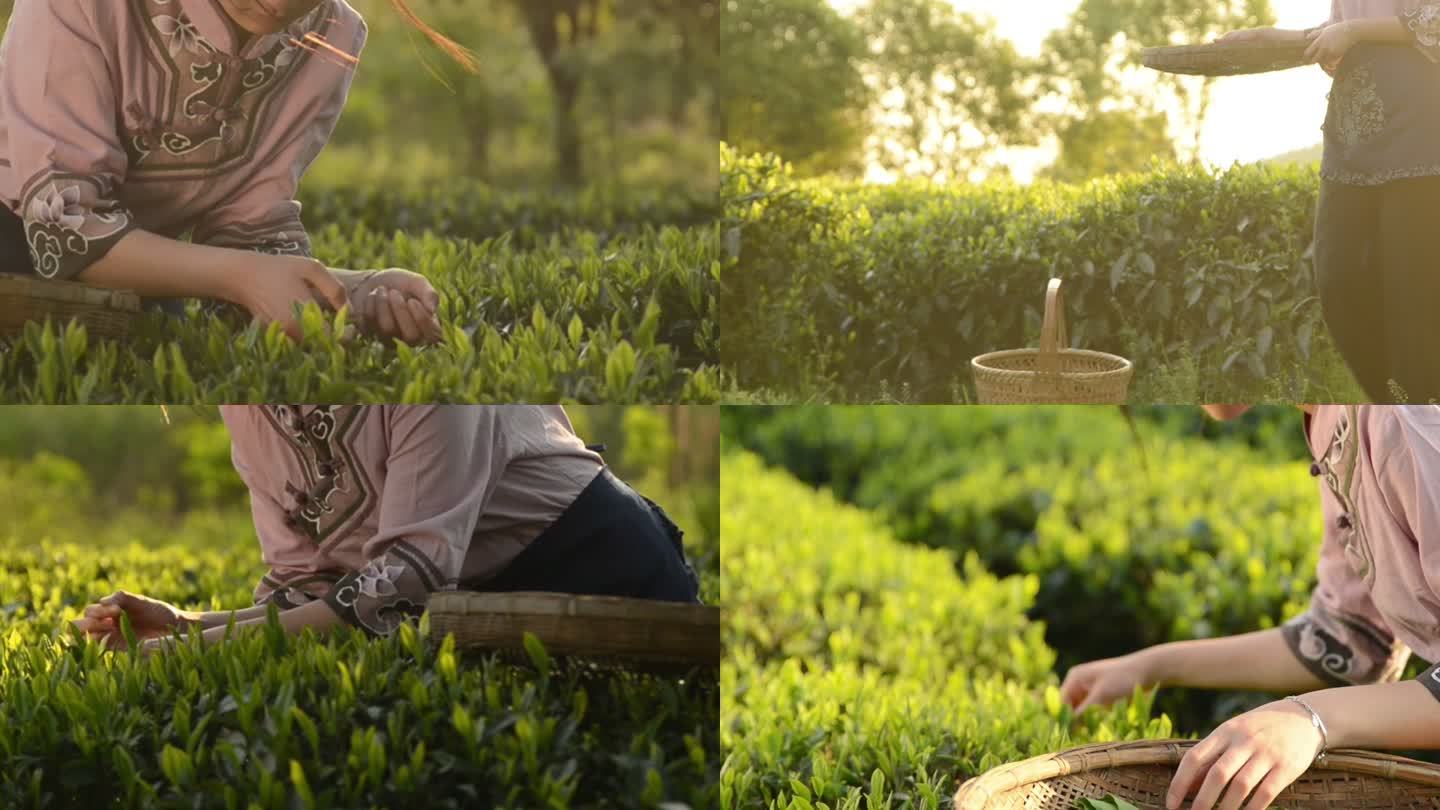 夕阳下的茶采女子