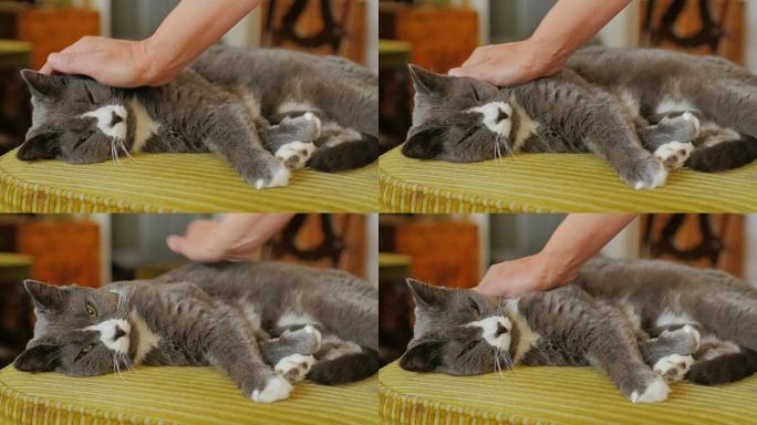 女人的手抚摸着那只严肃的灰猫。猫在房子里的椅子上