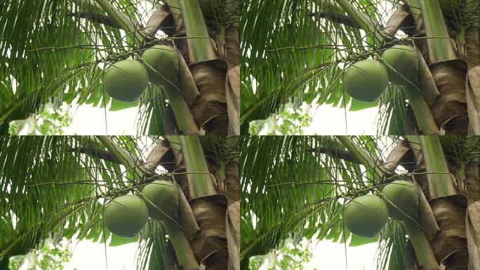 椰子椰子树