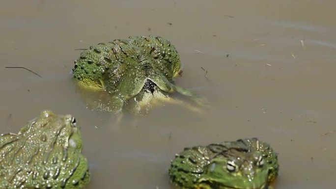 非洲巨型牛蛙产卵