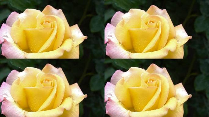 美丽的粉红色的超级慢动作-雨中的黄色玫瑰特写