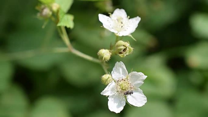 蜜蜂在白色黑莓花上收集花蜜