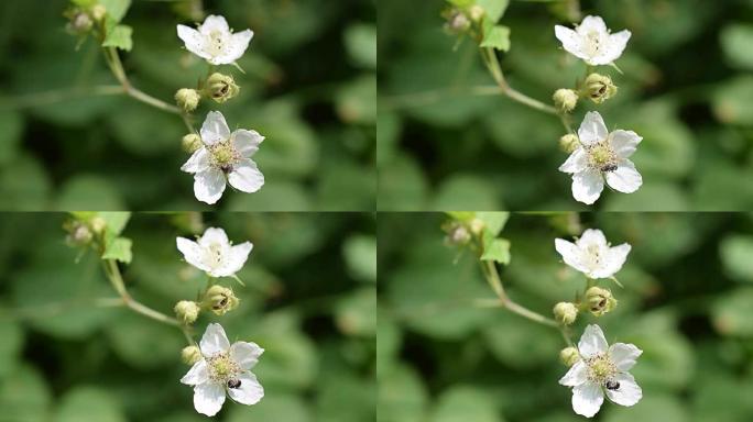 蜜蜂在白色黑莓花上收集花蜜