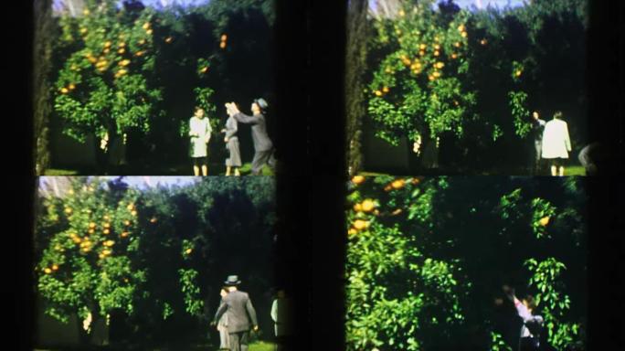 1947: 家庭采摘橙树快乐的水果扔正式西装外套连衣裙。