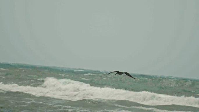 鹈鹕飞行慢动作。加勒比海鹈鹕飞越海上风暴。多米尼加共和国。