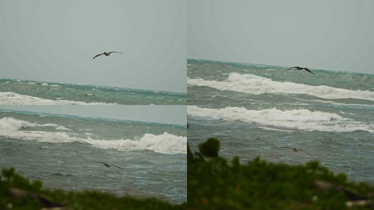 鹈鹕飞行慢动作。加勒比海鹈鹕飞越海上风暴。多米尼加共和国。