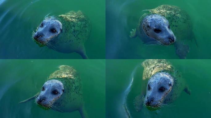 普通海伯海豹特写，可爱的水哺乳动物野生动物