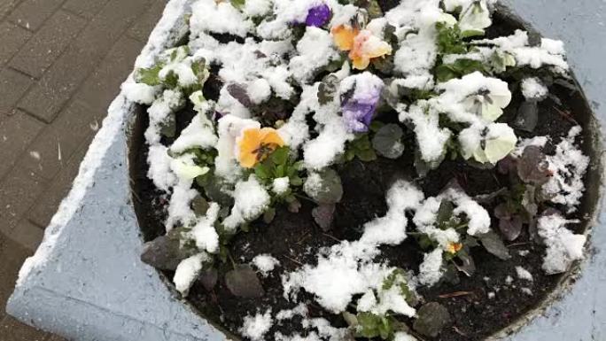 异常天气。五月降雪。雪落在盛开的花坛上