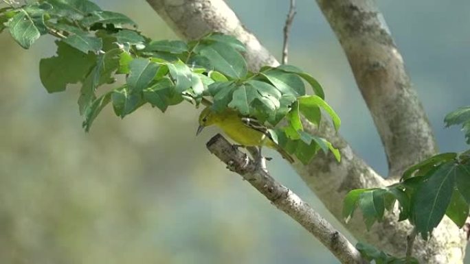 小黄鸟