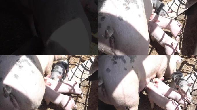 小猪哺乳母亲