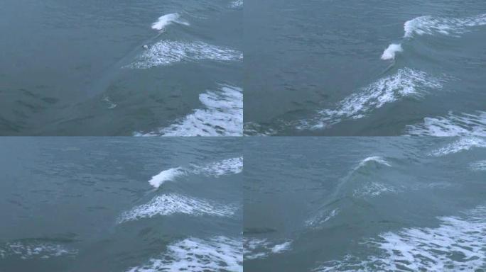 智利麦哲伦海峡的Commersons海豚
