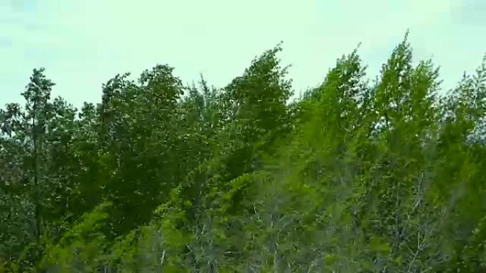 树顶在风中逆天移动