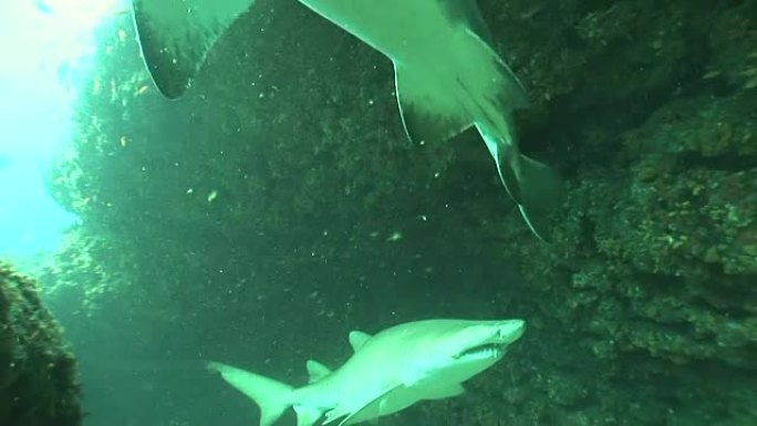 危险的公牛鲨 (Carcharhinus leucas) 水下视频