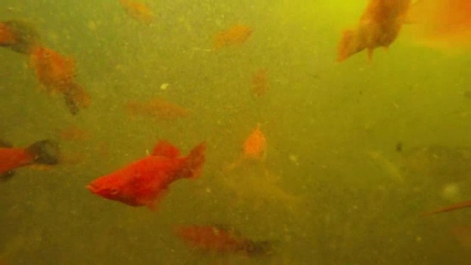 许多彩色小鱼在浅泥水水下拍摄中自由漂浮