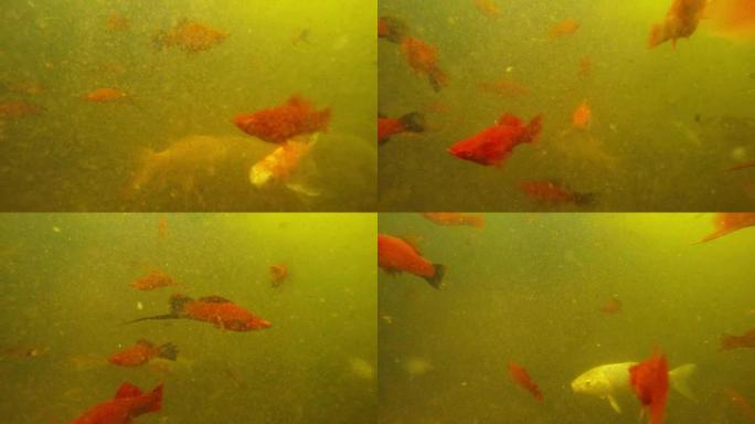 许多彩色小鱼在浅泥水水下拍摄中自由漂浮