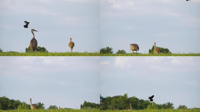 红翅黑鸟攻击沙丘鹤母亲和小鸡，宽