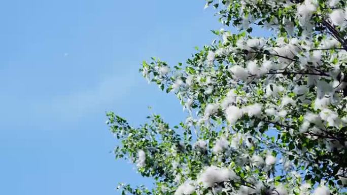 在蓝天的照耀下，在阳光的照耀下，绿色的大杨树树枝，密密麻麻地覆盖着成束的绒毛，像块茎的棉花