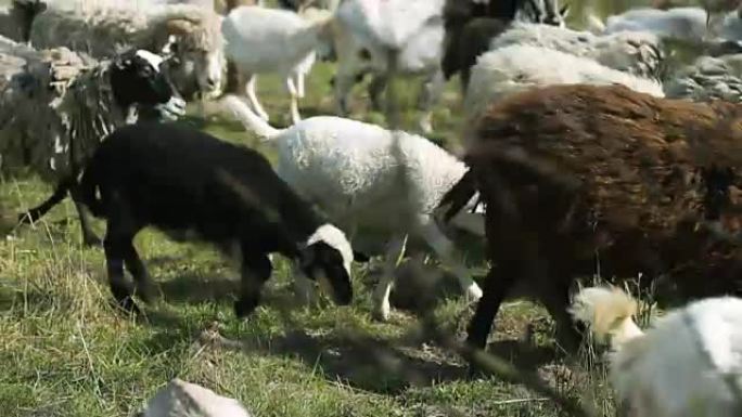 一群在田野上奔跑的家养山羊和绵羊