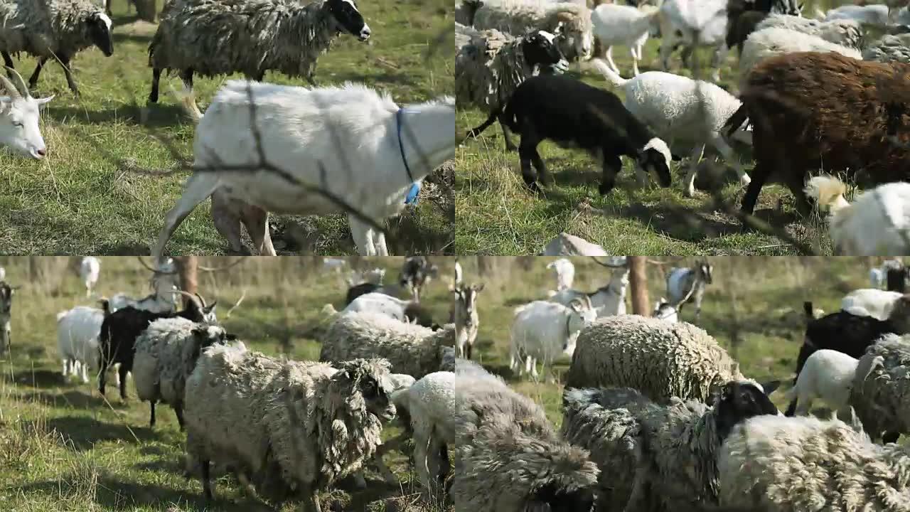 一群在田野上奔跑的家养山羊和绵羊