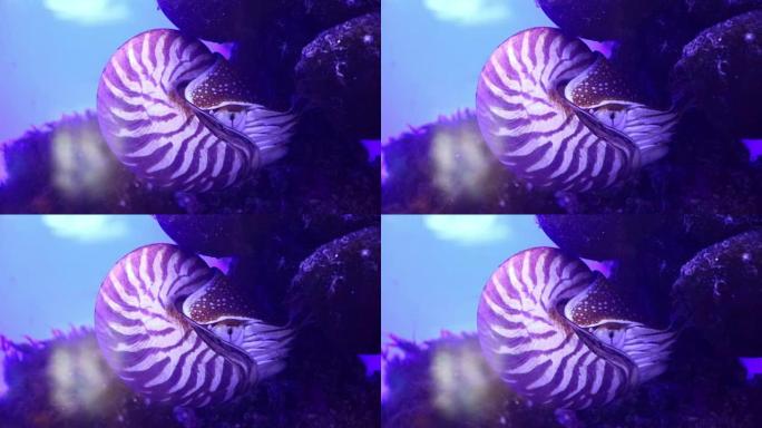 鹦鹉螺，水下远洋海洋软体动物