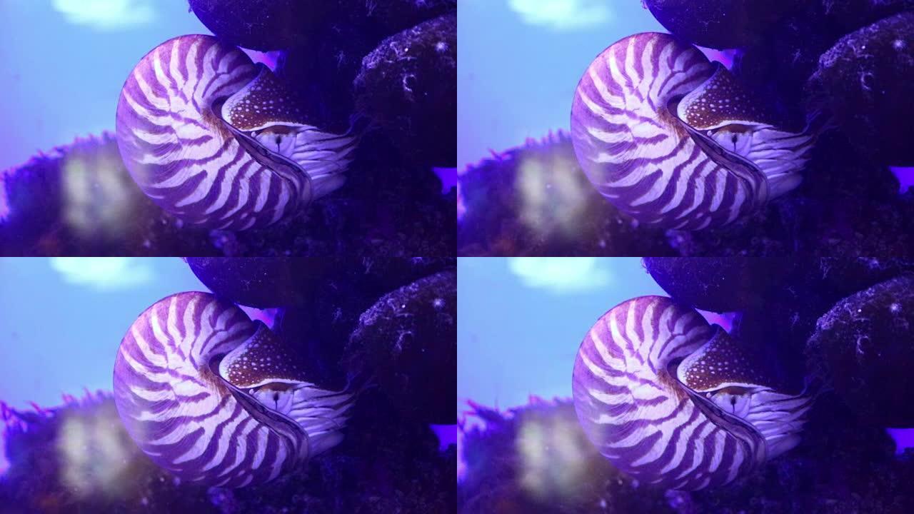 鹦鹉螺，水下远洋海洋软体动物