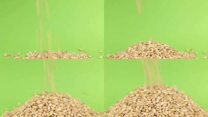 落在绿色屏幕上的珍珠大麦堆上的谷物珍珠大麦