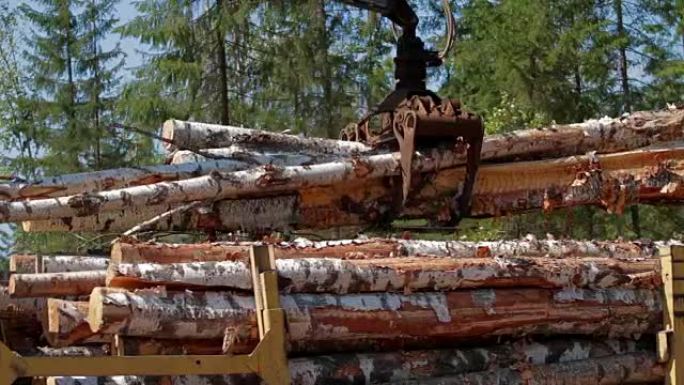 木材厂装载原木的伐木车