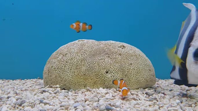 珊瑚和小丑鱼
