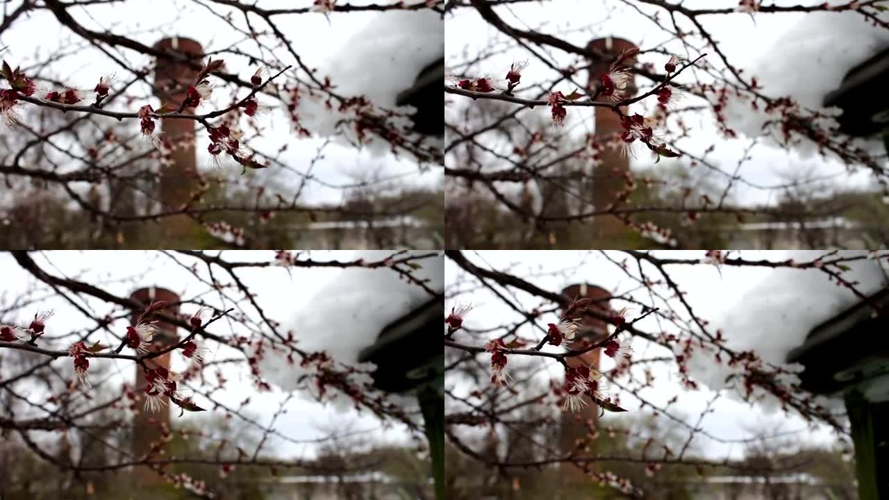 房子屋顶上的大雪帽在房子的拐角处，一棵开花的苹果树的树枝