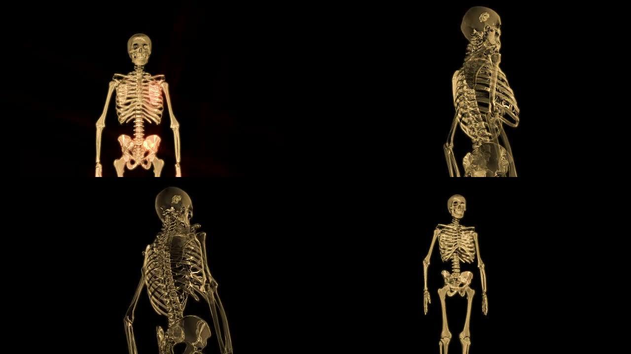 人类骨骼的数字3D动画