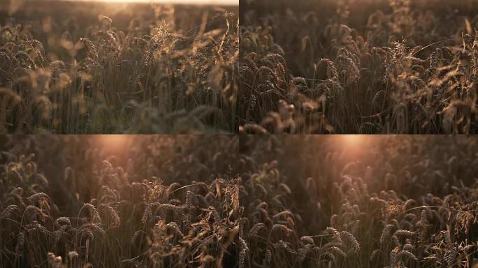 阳光下的金色小麦