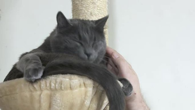 灰色的房子猫在抓挠柱顶部的吊床上洗自己