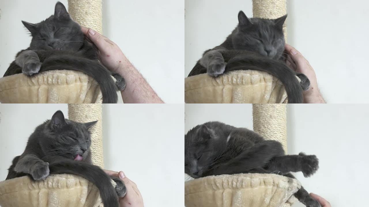 灰色的房子猫在抓挠柱顶部的吊床上洗自己