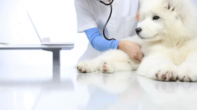 兽医在兽医诊所检查桌上的宠物狗