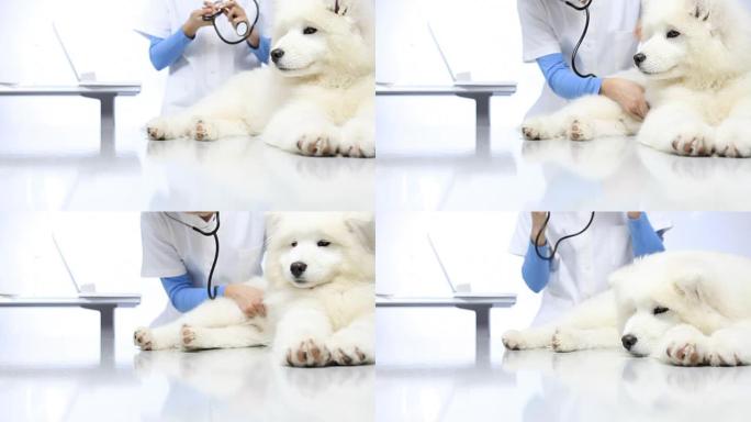 兽医在兽医诊所检查桌上的宠物狗
