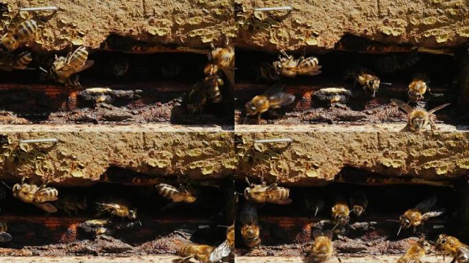 蜂巢入口处有很多蜜蜂。一棵老树的入口