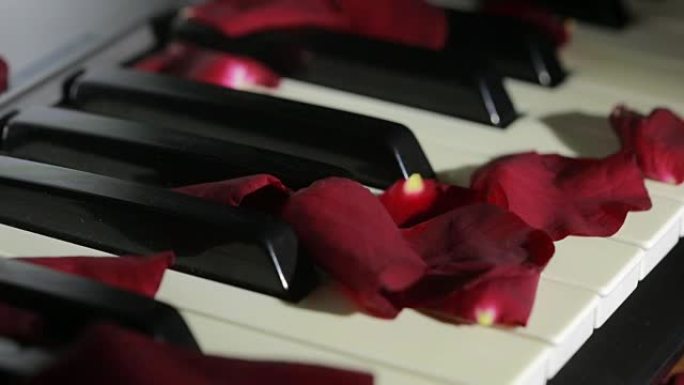 钢琴琴键上的玫瑰花瓣。风吹走玫瑰花瓣