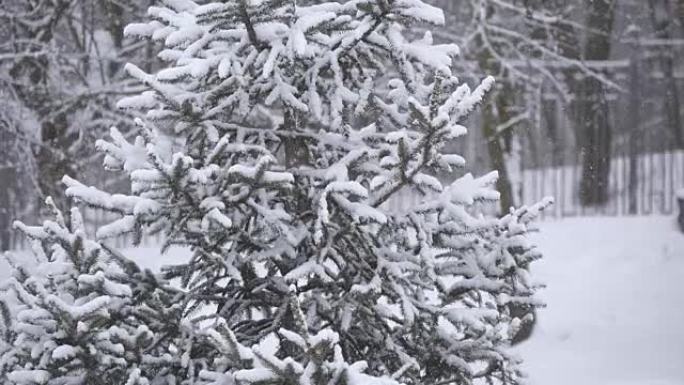 雪落在冬季公园的一棵树上。降雪。白雪覆盖的树。暴风雪。被雪覆盖的树木。慢动作降雪