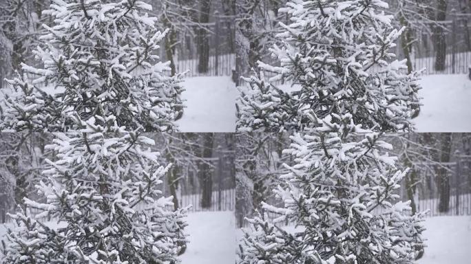 雪落在冬季公园的一棵树上。降雪。白雪覆盖的树。暴风雪。被雪覆盖的树木。慢动作降雪