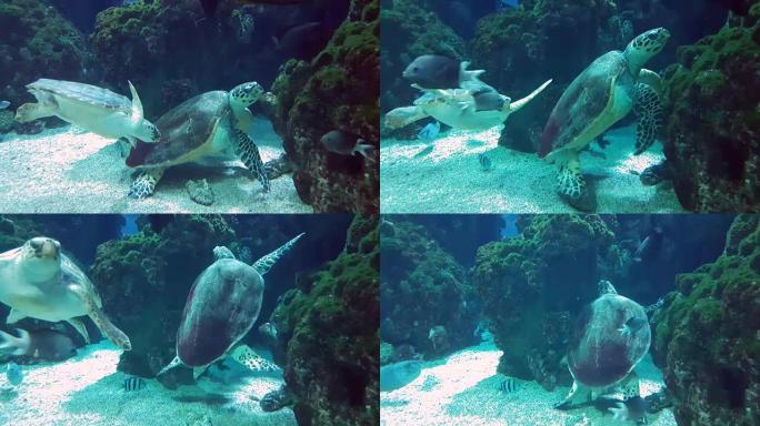 巨龟一起游泳