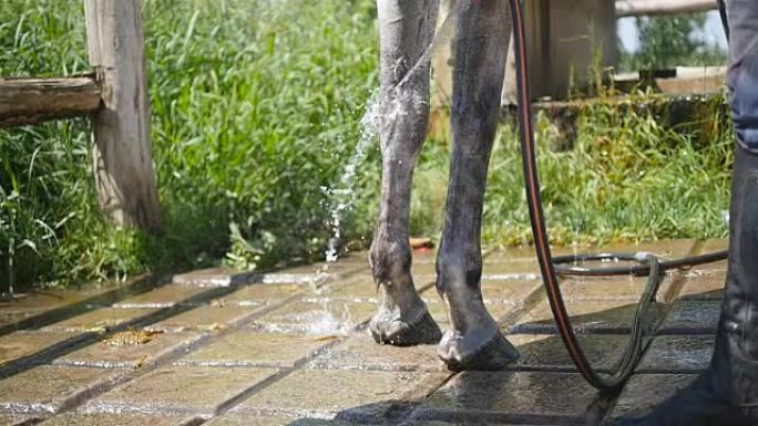年轻人在室外用水管清洁马匹。马被清洗了。清理马腿的家伙。慢动作，特写。