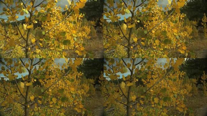 4k金色橙色白杨树的叶子，秋天的天空后面有蓝天